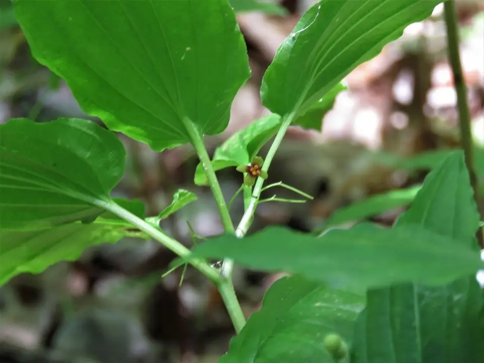 Elfin Shoes (Croomia pauciflora)