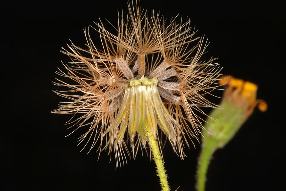 Slender Scratch Daisy (Croptilon divaricatum)