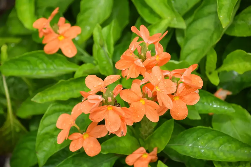 Firecracker-Flower (Crossandra infundibuliformis)