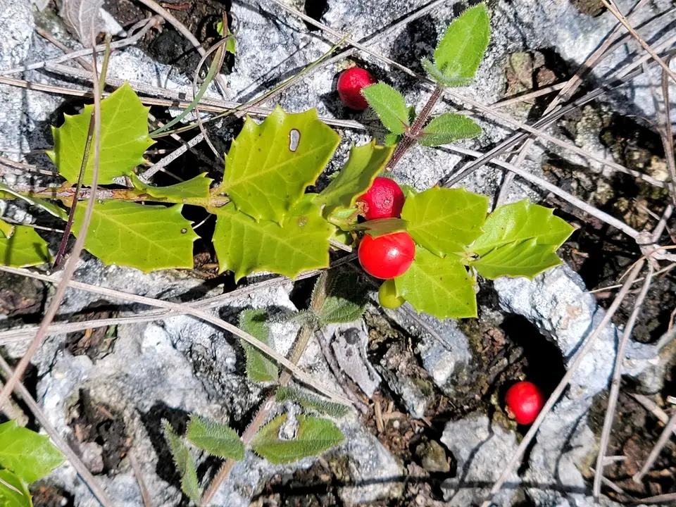 Christmasberry (Crossopetalum ilicifolium)