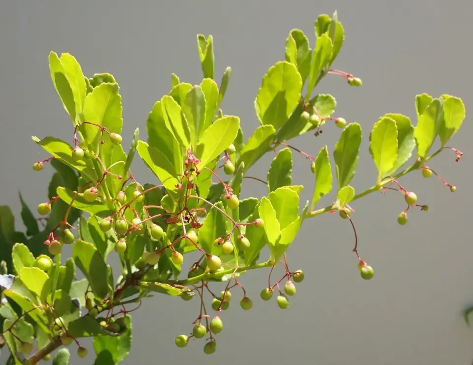 Maidenberry (Crossopetalum rhacoma)