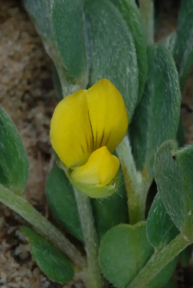 Avon Park Rattlebox (Crotalaria avonensis)