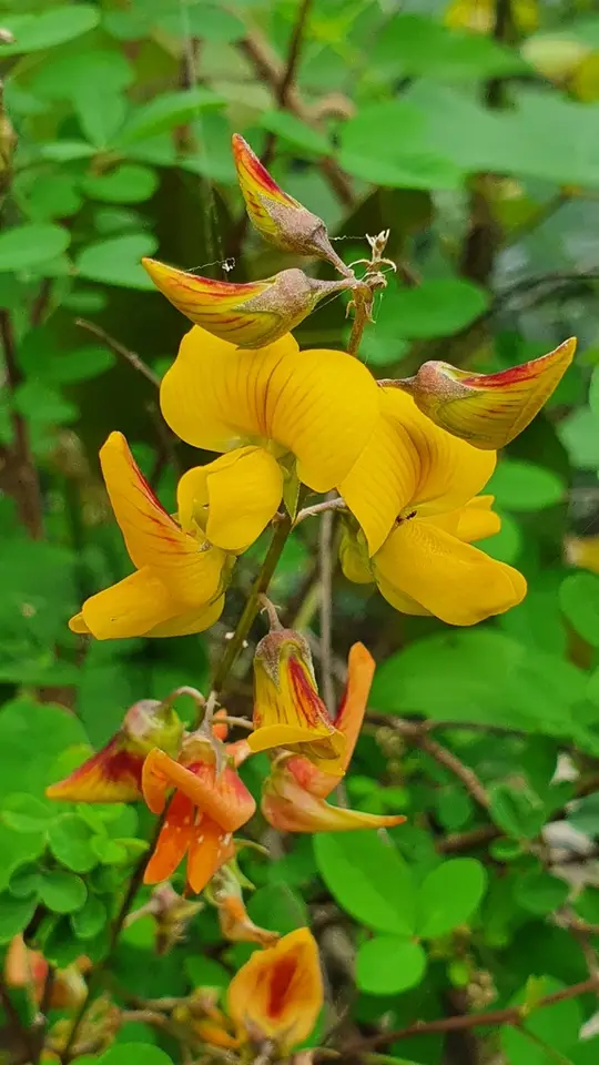 Shakeshake (Crotalaria incana)
