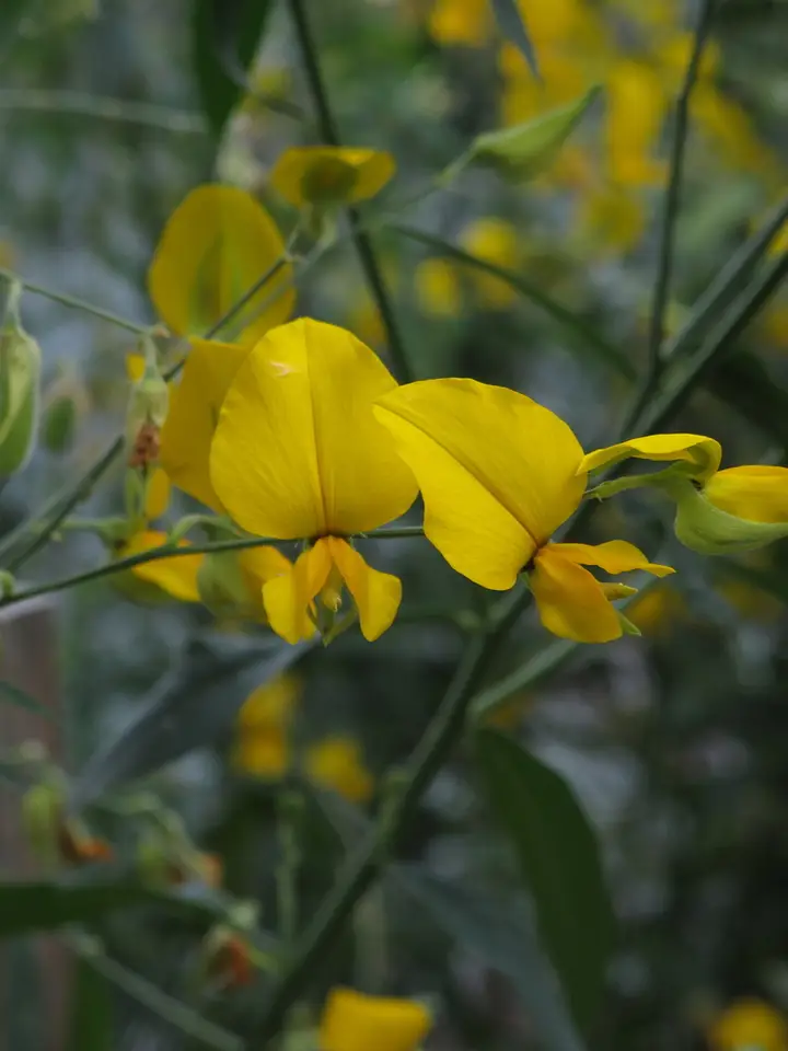Sunn Hemp (Crotalaria juncea)