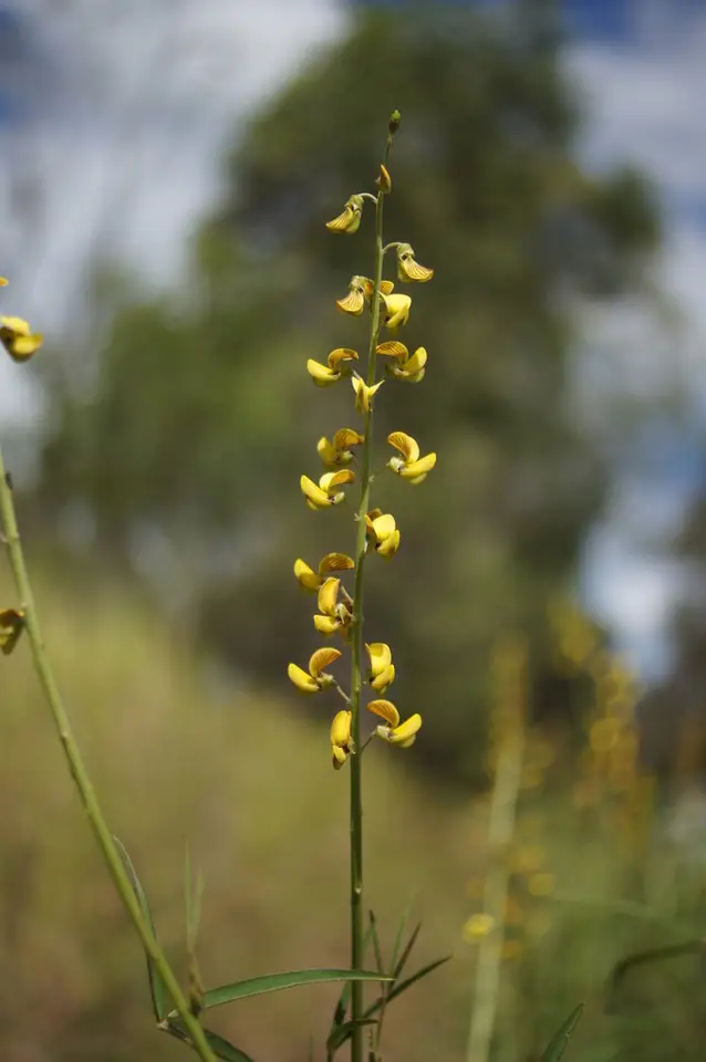 Lanceleaf Rattlebox (Crotalaria lanceolata)