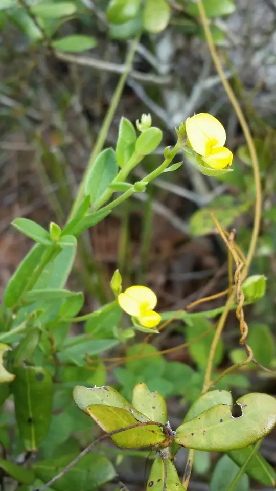 Crotalaria maritima (Crotalaria maritima)