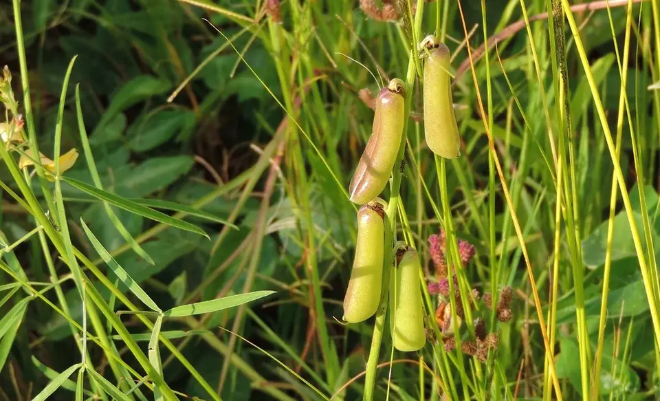 Slender Leaf Rattlebox (Crotalaria ochroleuca)