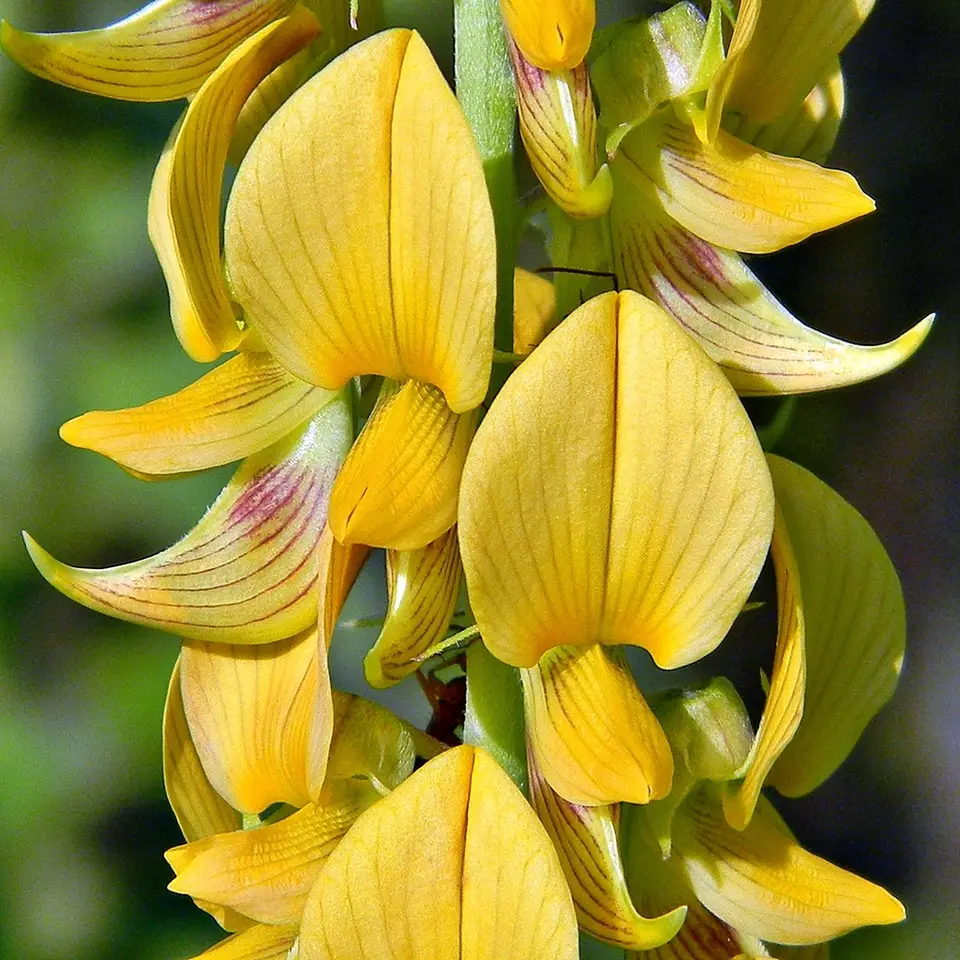 Streaked Rattlepod (Crotalaria pallida)