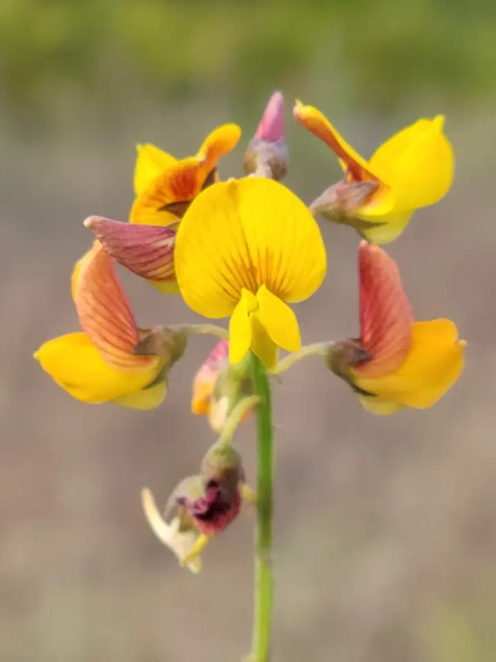 Low Rattlebox (Crotalaria pumila)