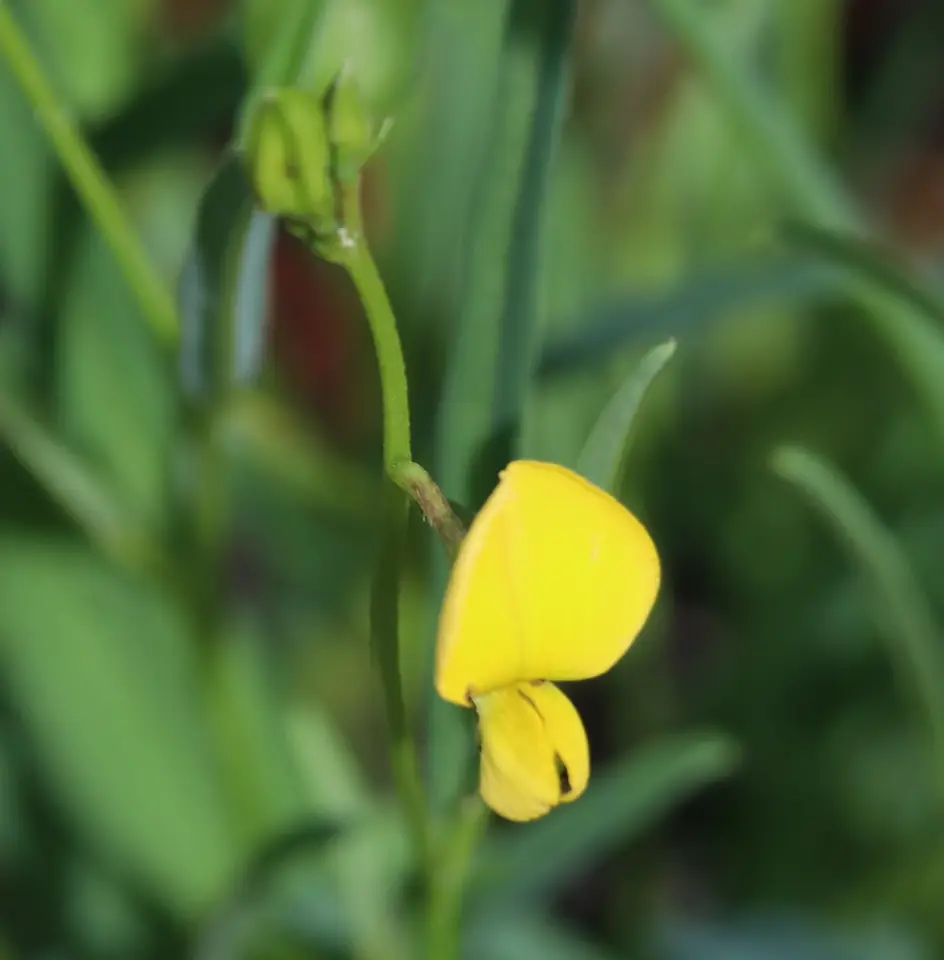 Coastal Plain Rattlebox (Crotalaria purshii)