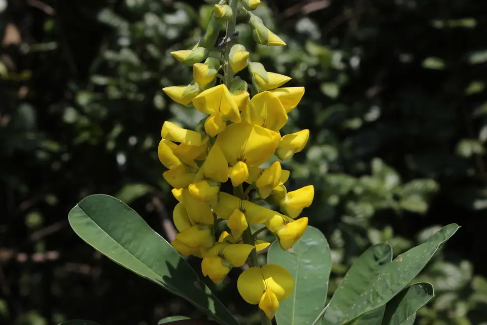 Rattleweed (Crotalaria retusa)
