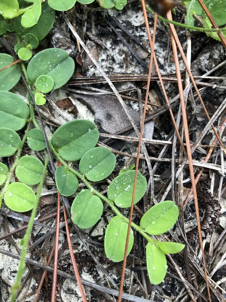 Rabbitbells (Crotalaria rotundifolia)