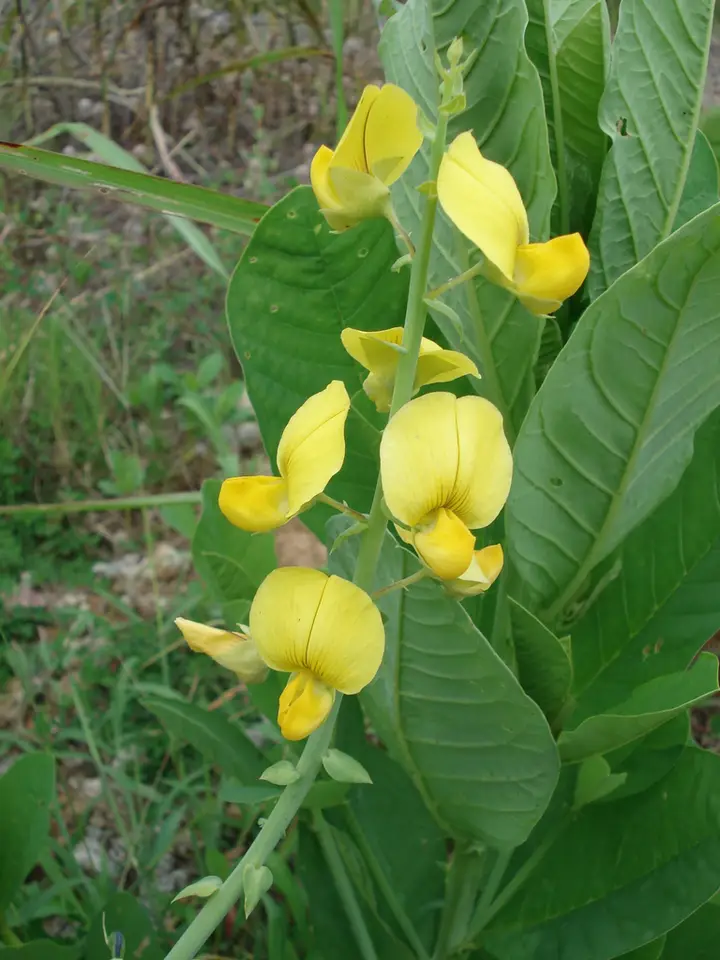 Showy Rattlebox (Crotalaria spectabilis)