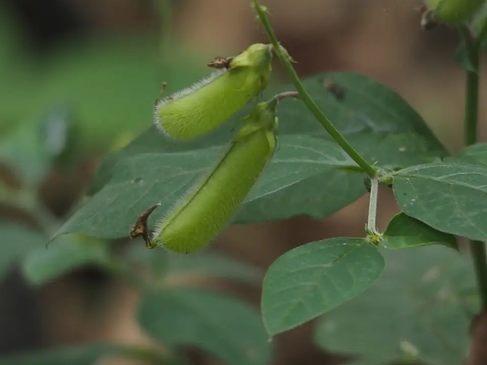Blue Rattlepod (Crotalaria verrucosa)