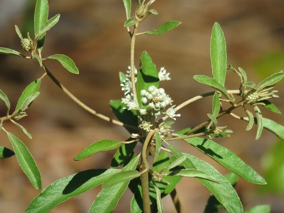 Silver Croton (Croton argyranthemus)