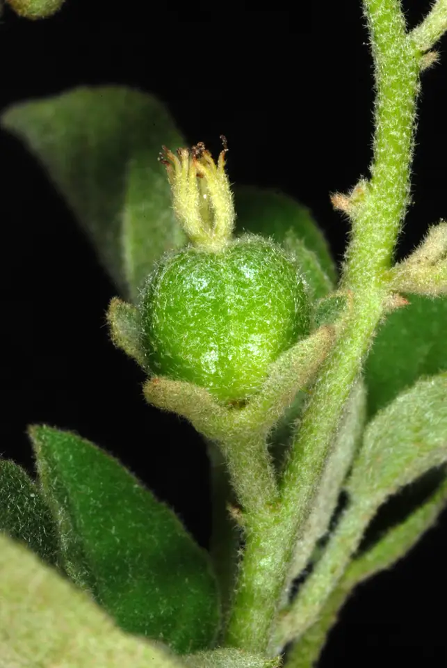 Pepperbush (Croton humilis)
