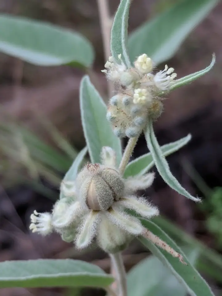Lindheimer's Doveweed (Croton lindheimeri)