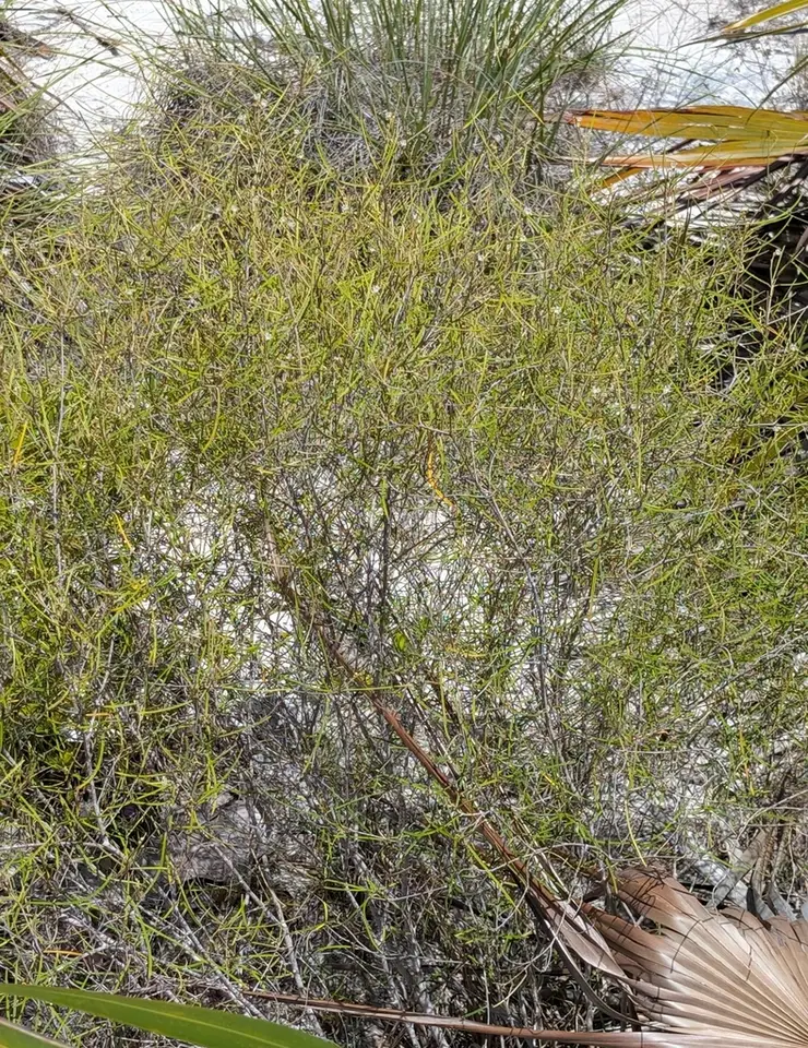Pineland Croton (Croton linearis)