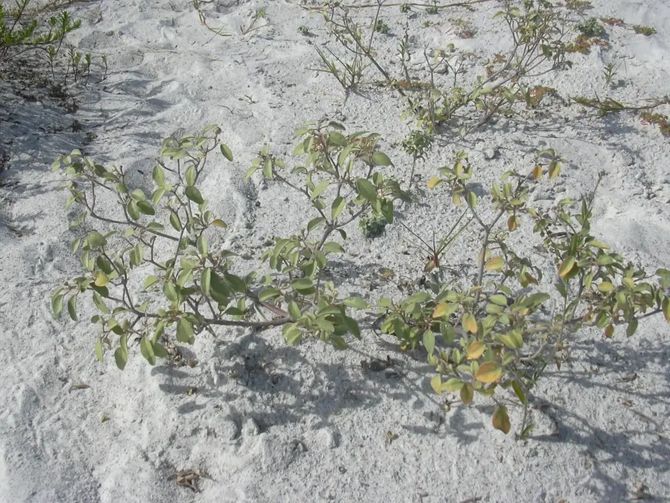 Beach Croton (Croton punctatus)