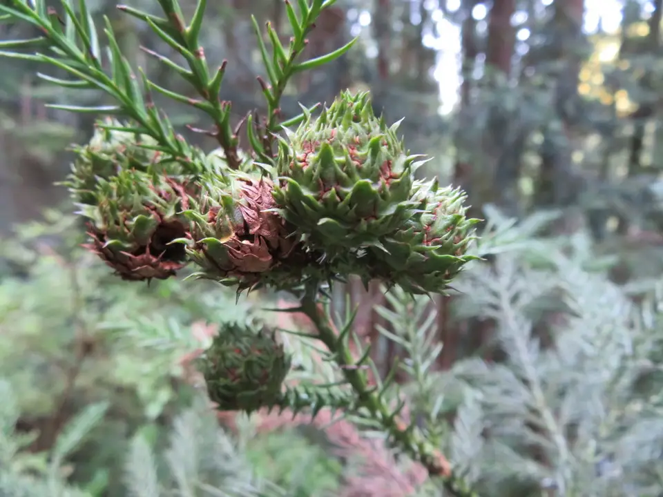 Japanese Cedar (Cryptomeria japonica)