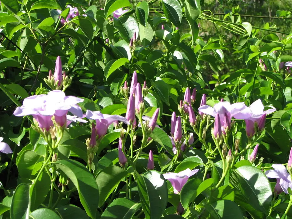 Rubber Vine (Cryptostegia grandiflora)