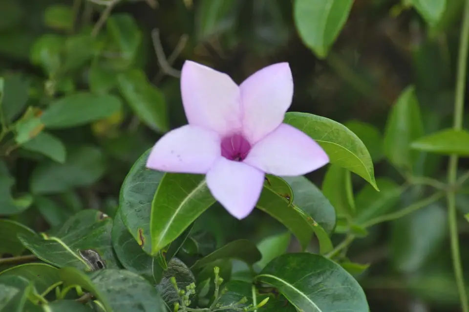Madagascar Rubbervine (Cryptostegia madagascariensis)