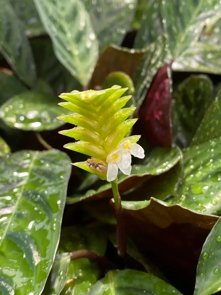 Ctenanthe burle-marxii (Ctenanthe burle-marxii)