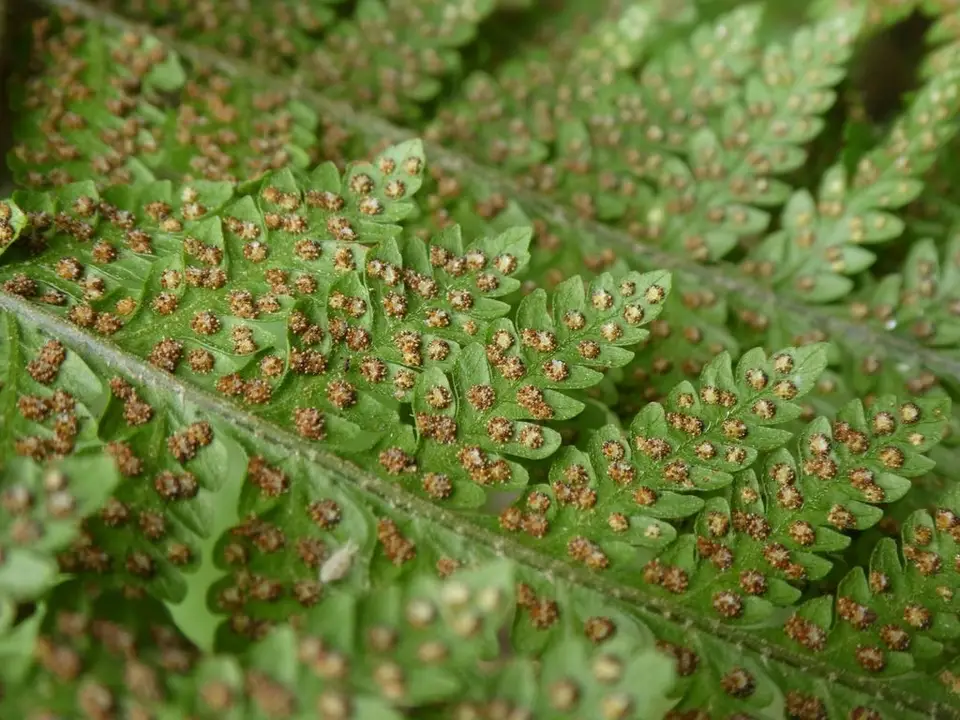 Florida Tree Fern (Ctenitis sloanei)