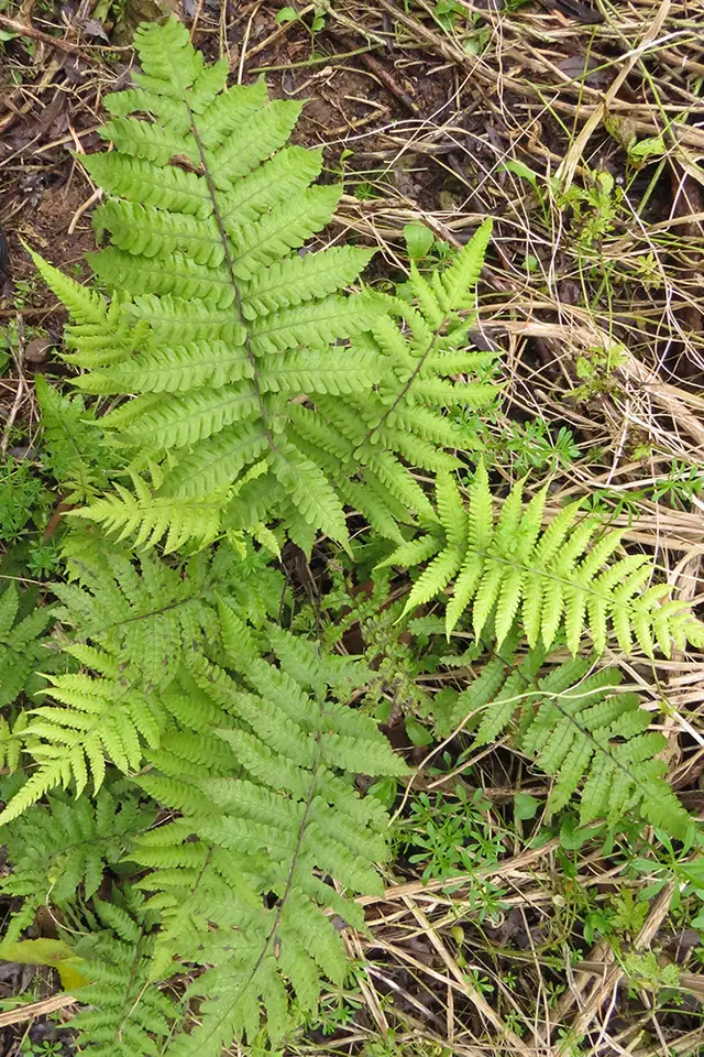 Hairy Comb Fern (Ctenitis submarginalis)