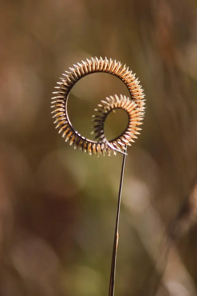 Toothache Grass (Ctenium aromaticum)