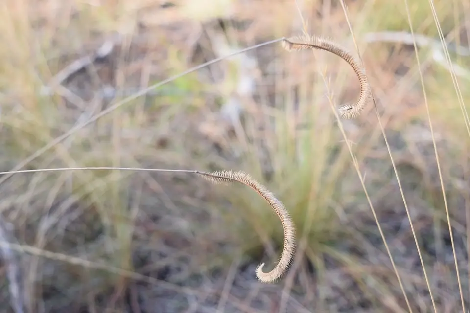 Florida Orangegrass (Ctenium floridanum)