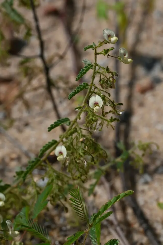 Porcupine Jointvetch (Ctenodon histrix)
