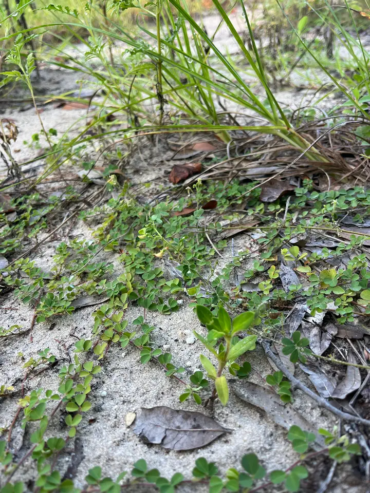 Sticky Jointvetch (Ctenodon viscidulus)