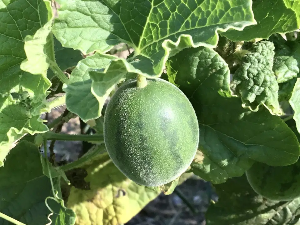 Muskmelon (Cucumis melo)