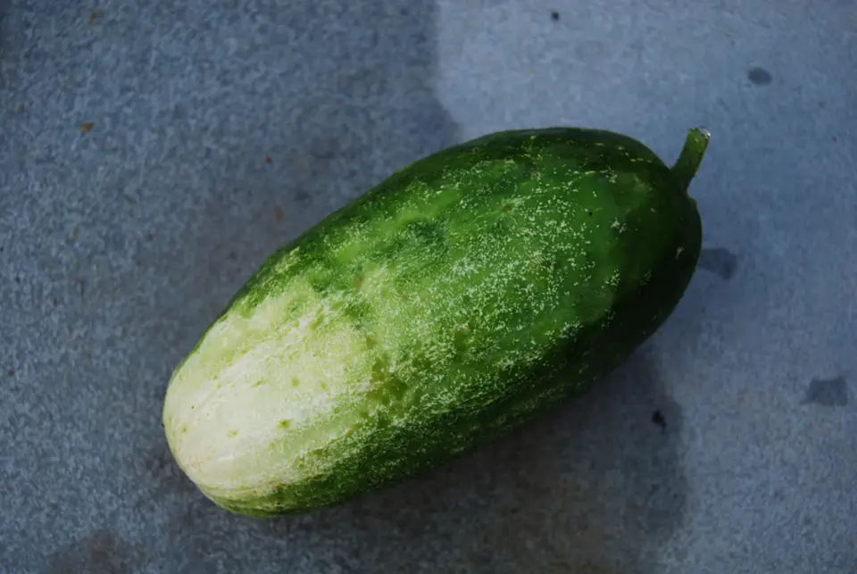 Cucumber (Cucumis sativus)
