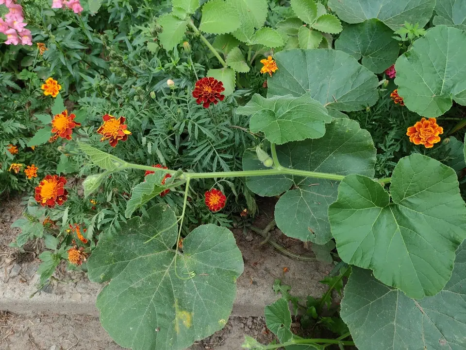 Winter Squash (Cucurbita maxima)