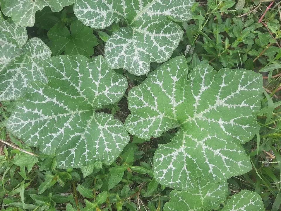 Squash (Cucurbita moschata)