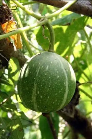 Okeechobee Gourd (Cucurbita okeechobeensis)