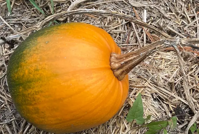 American Pumpkin (Cucurbita pepo)
