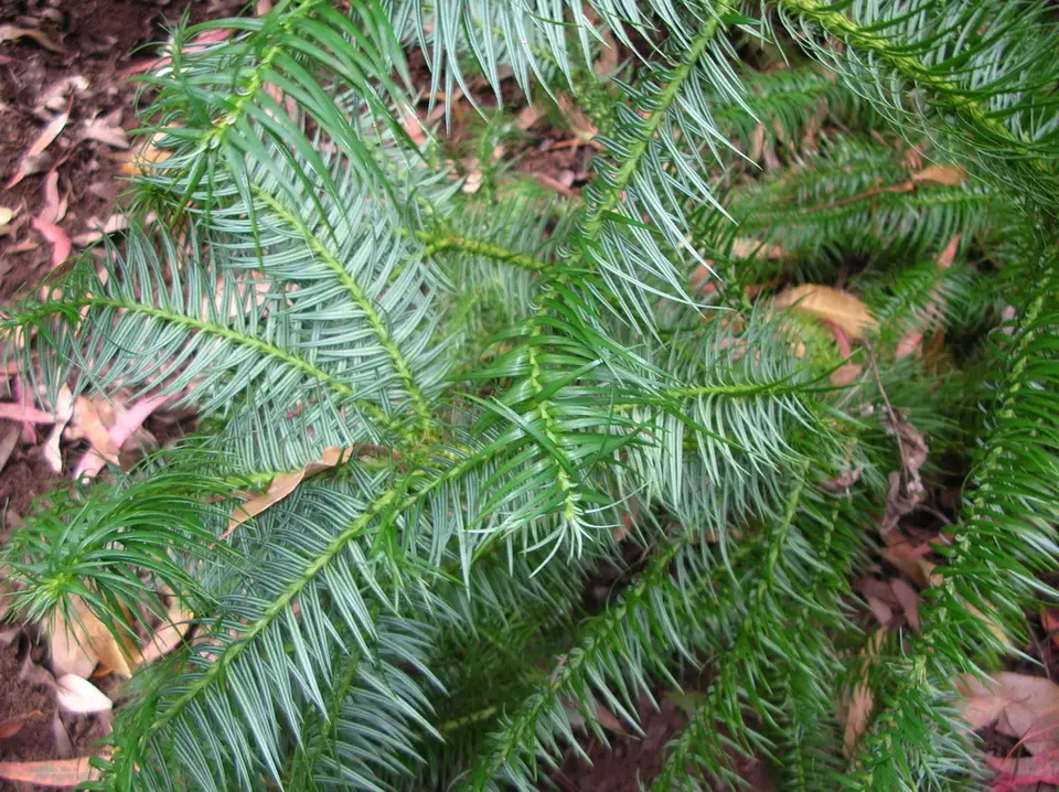 China-Fir (Cunninghamia lanceolata)