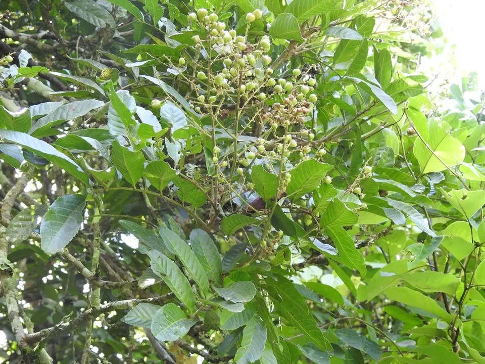 Cupania glabra (Cupania glabra)