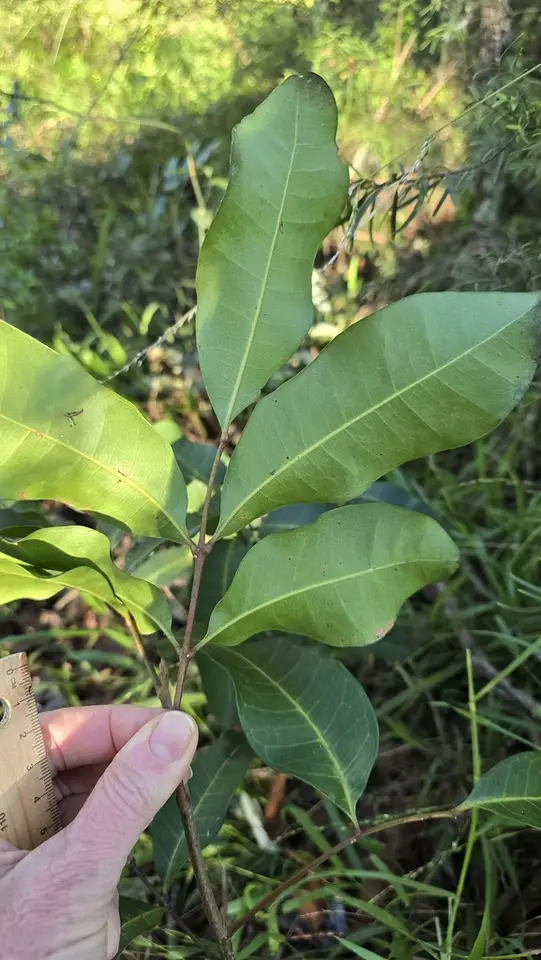 Carrotwood (Cupaniopsis anacardioides)