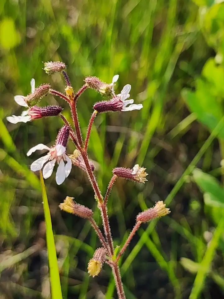 Tropical Waxweed (Cuphea aspera)