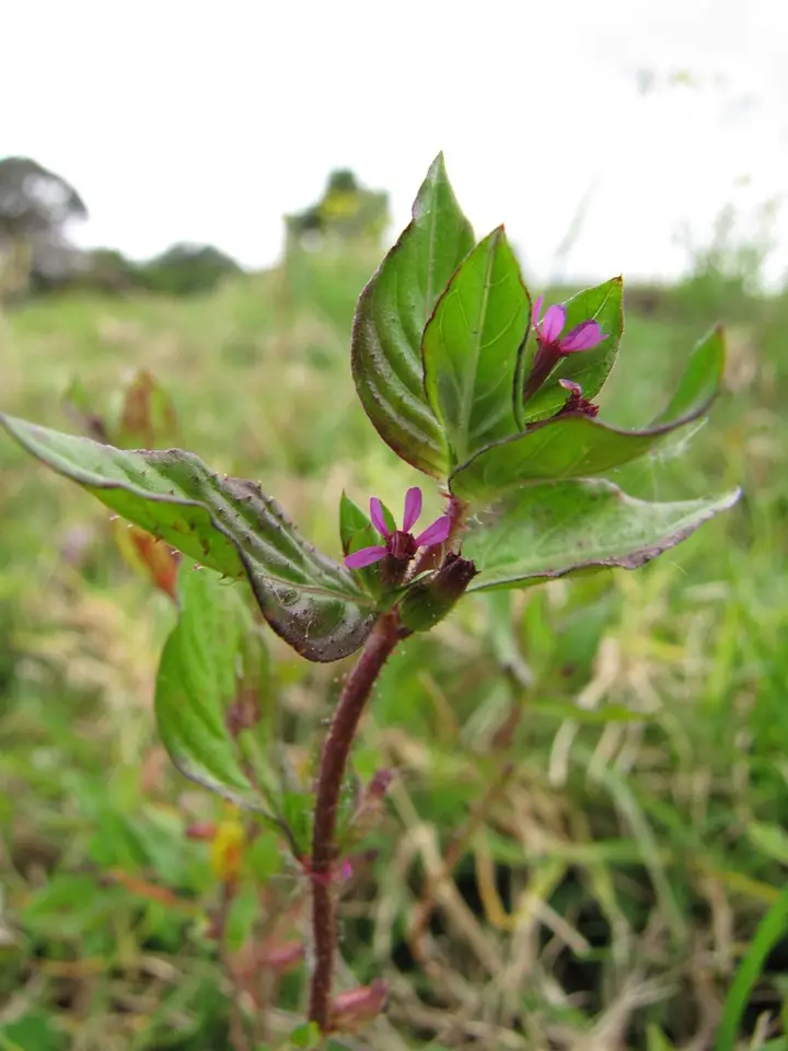 Colombian Waxweed (Cuphea carthagenensis)