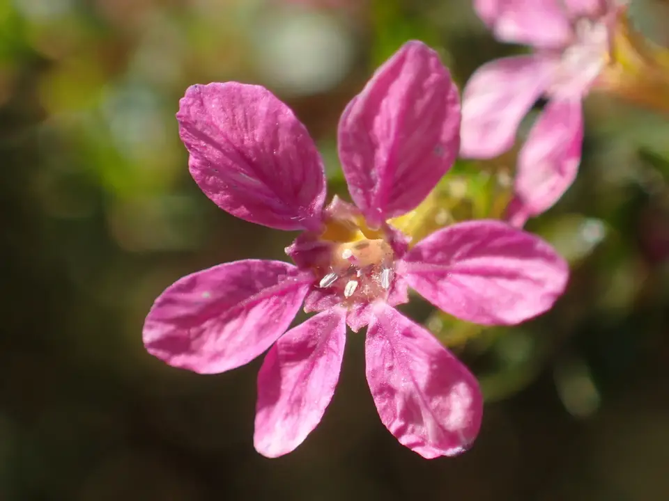 False Heather (Cuphea hyssopifolia)