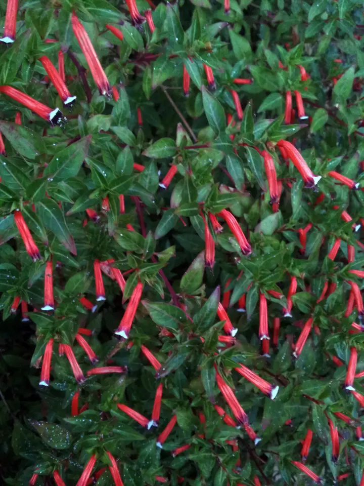 Cigar Plant (Cuphea ignea)