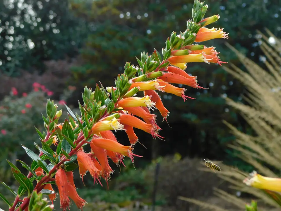 Candy Corn Plant (Cuphea micropetala)