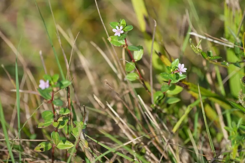 Stiffhair Waxweed (Cuphea strigulosa)