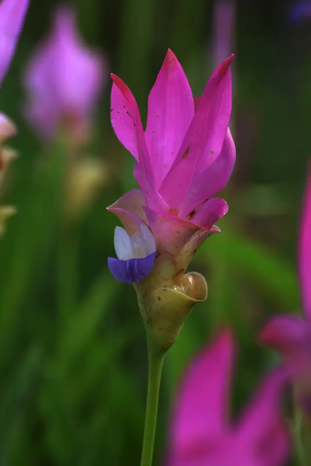 Siam Tulip (Curcuma alismatifolia)