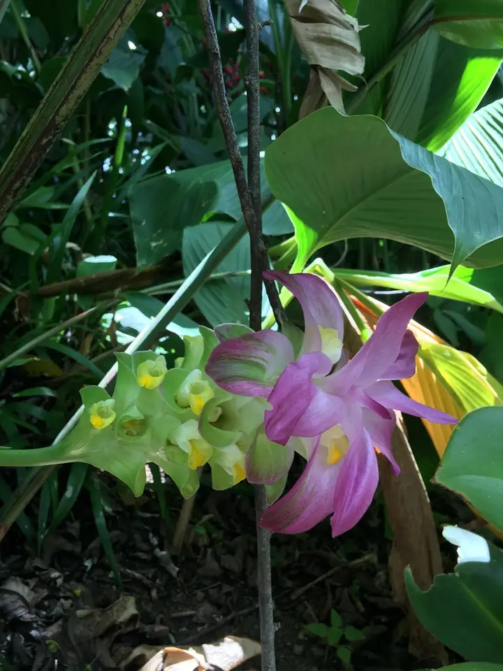 Curcuma elata (Curcuma elata)